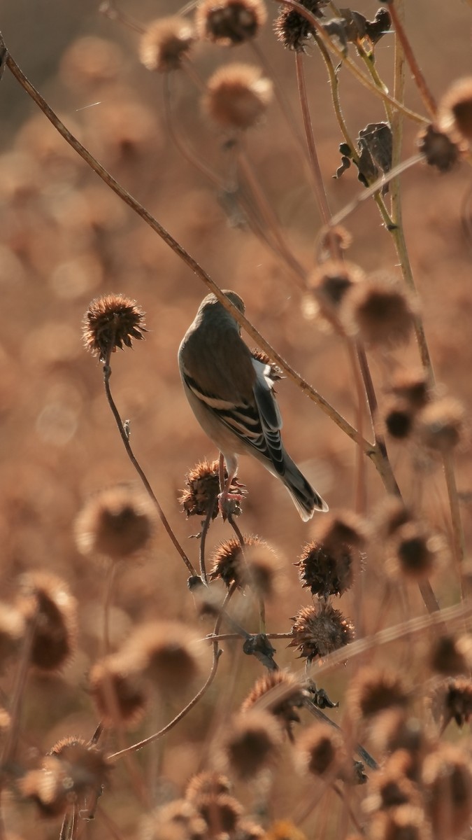 gulstillits - ML643945521