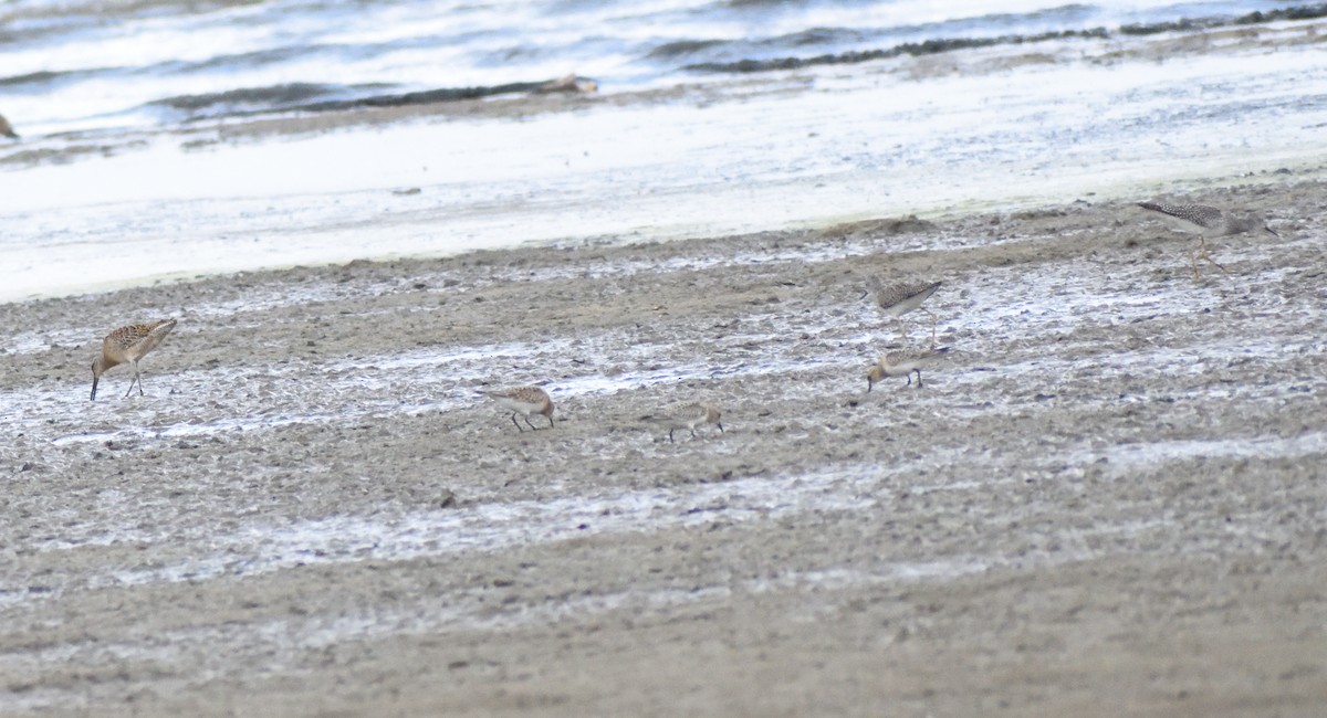 Baird's Sandpiper - ML643945531
