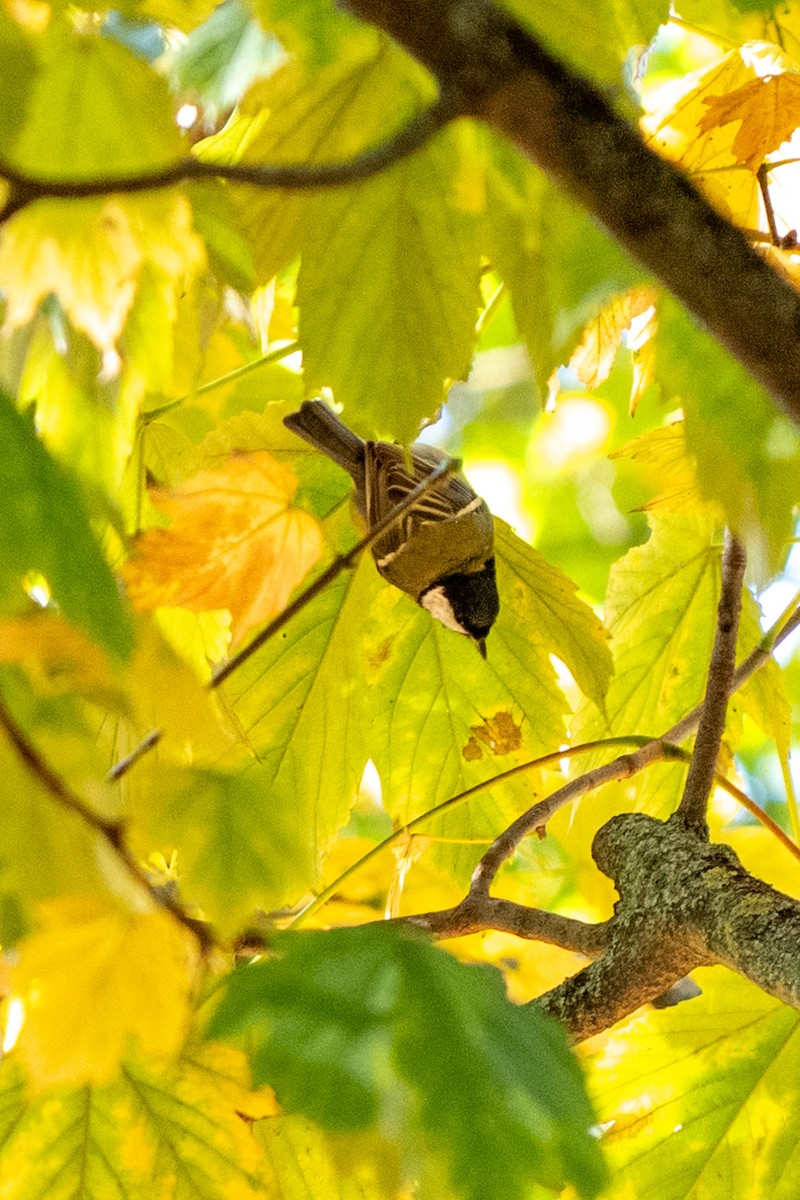 Great Tit - ML643945548