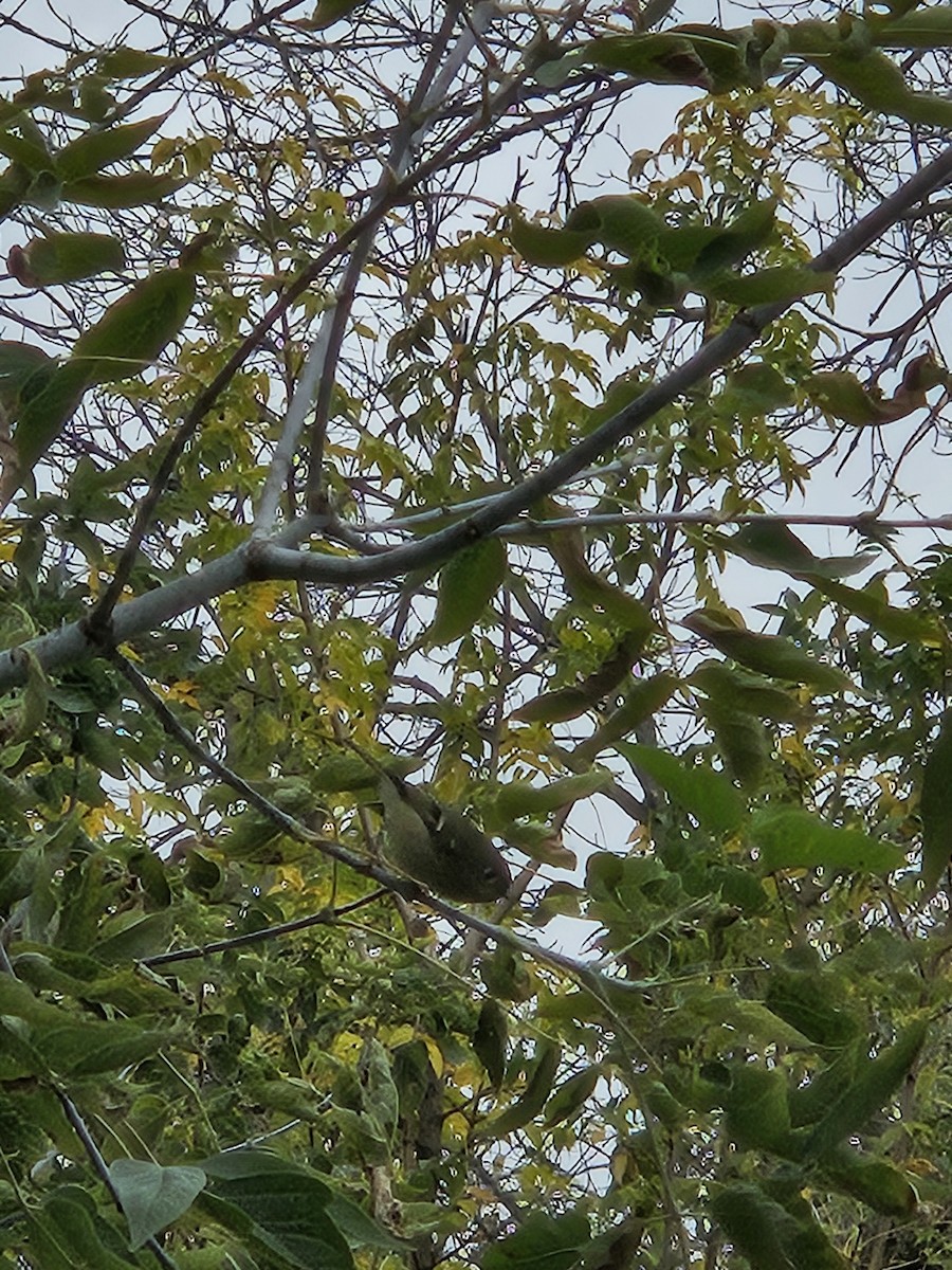 Ruby-crowned Kinglet - ML643945576