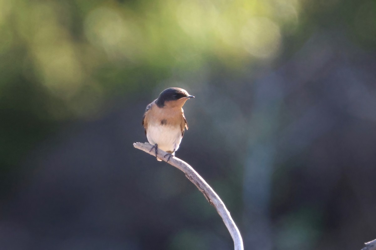Welcome Swallow - ML643945596