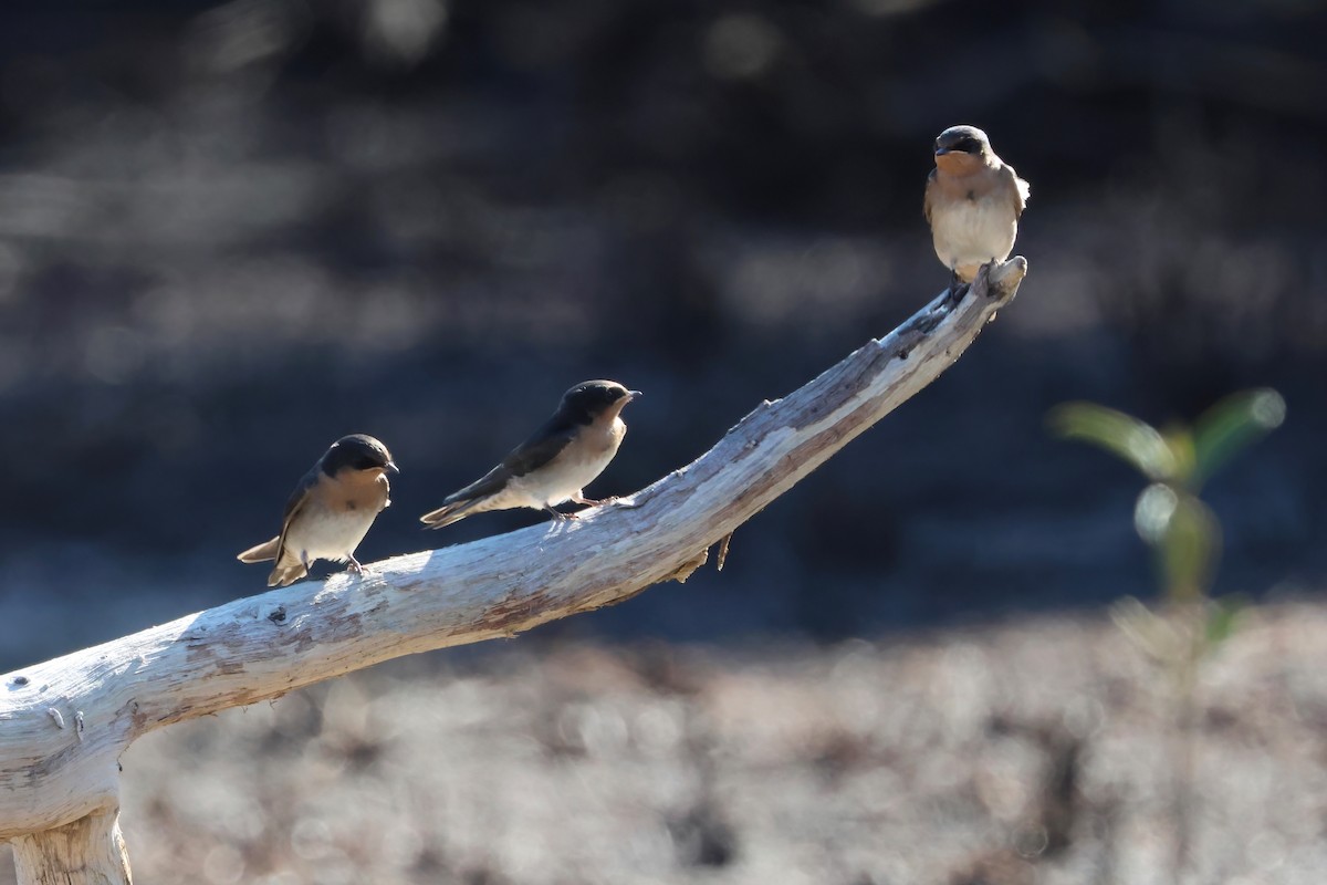 Welcome Swallow - ML643945598