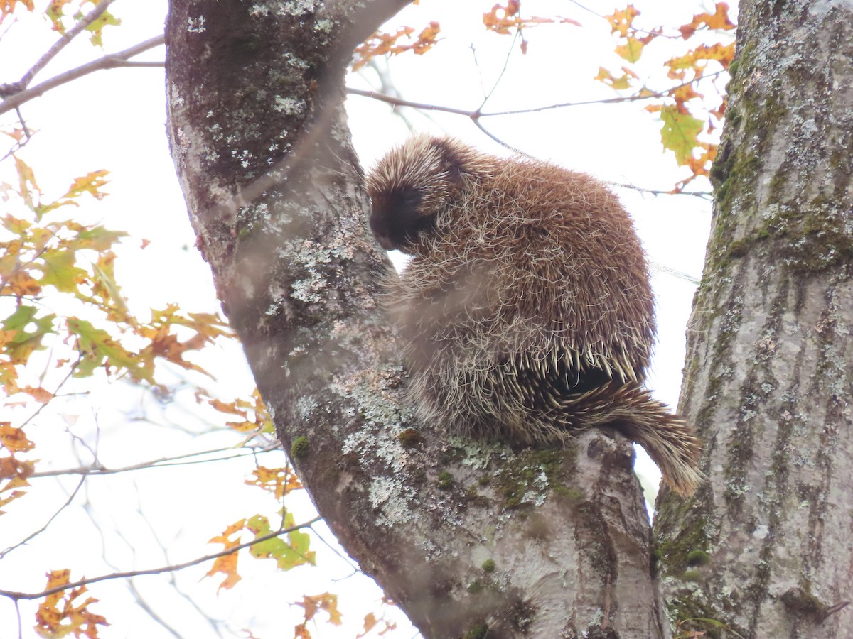 Animals - ML643945607