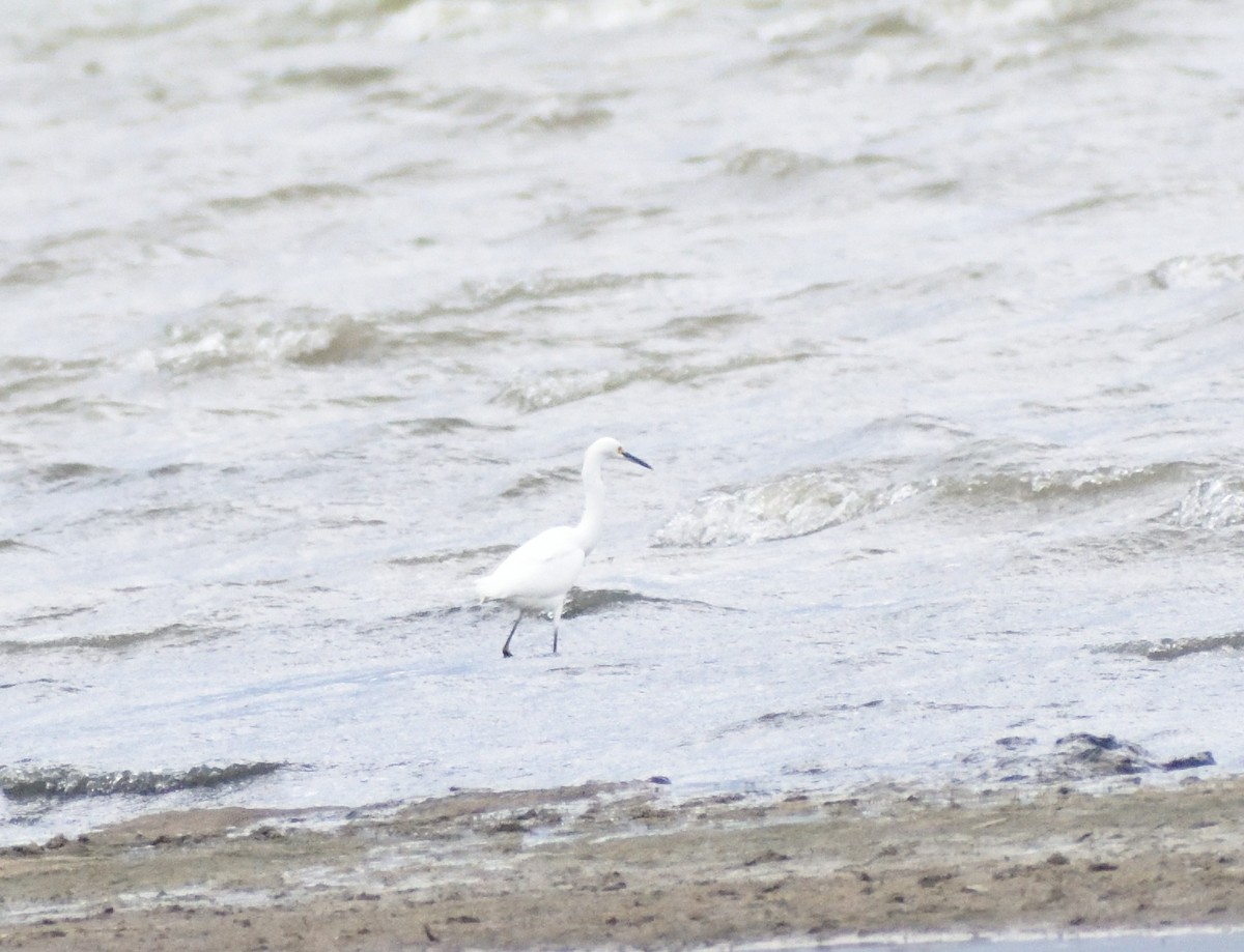 Snowy Egret - ML643945610