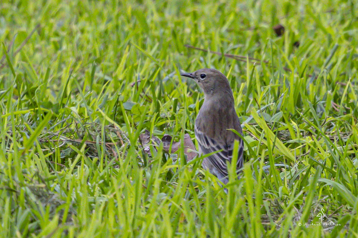 Yellow-rumped Warbler (Myrtle) - ML643945615
