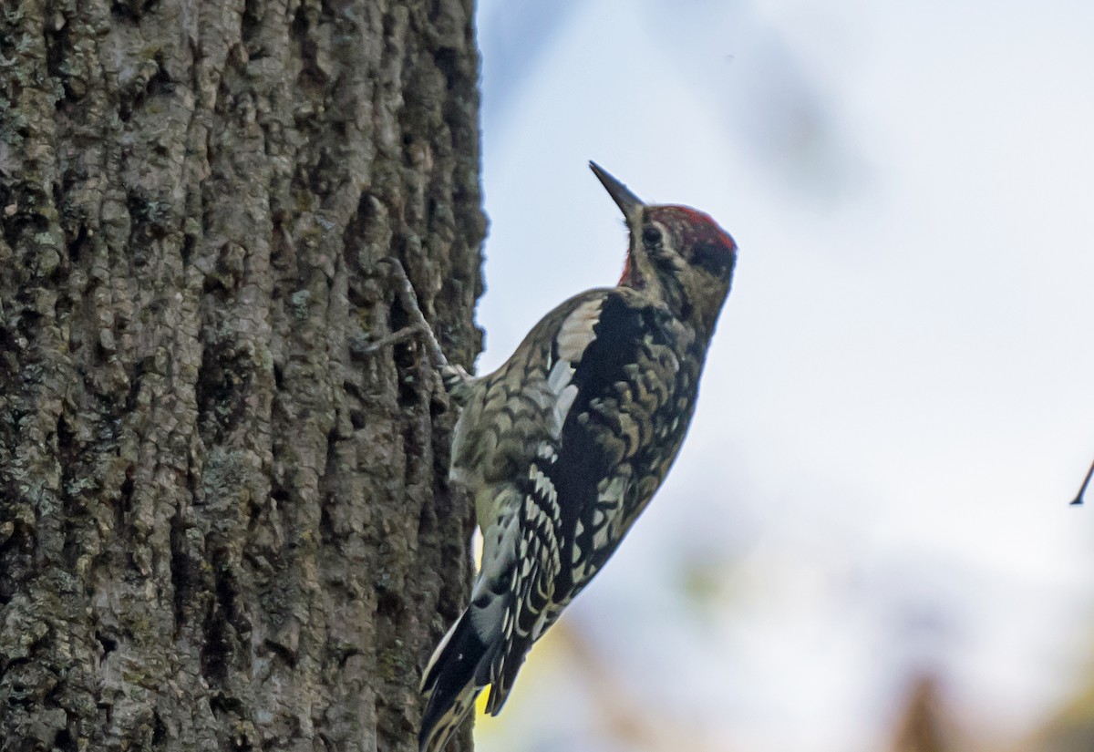 Yellow-bellied Sapsucker - ML643945618