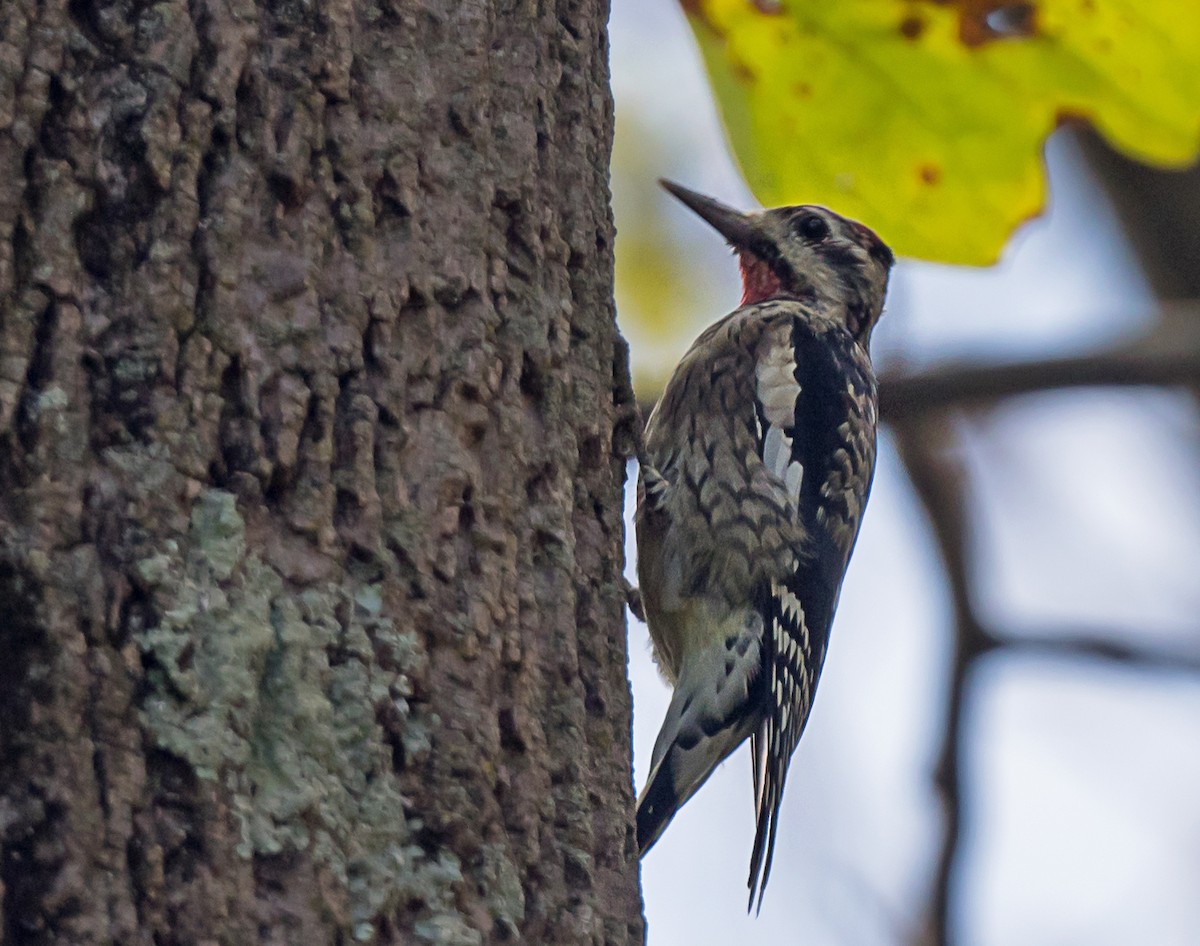 Yellow-bellied Sapsucker - ML643945619