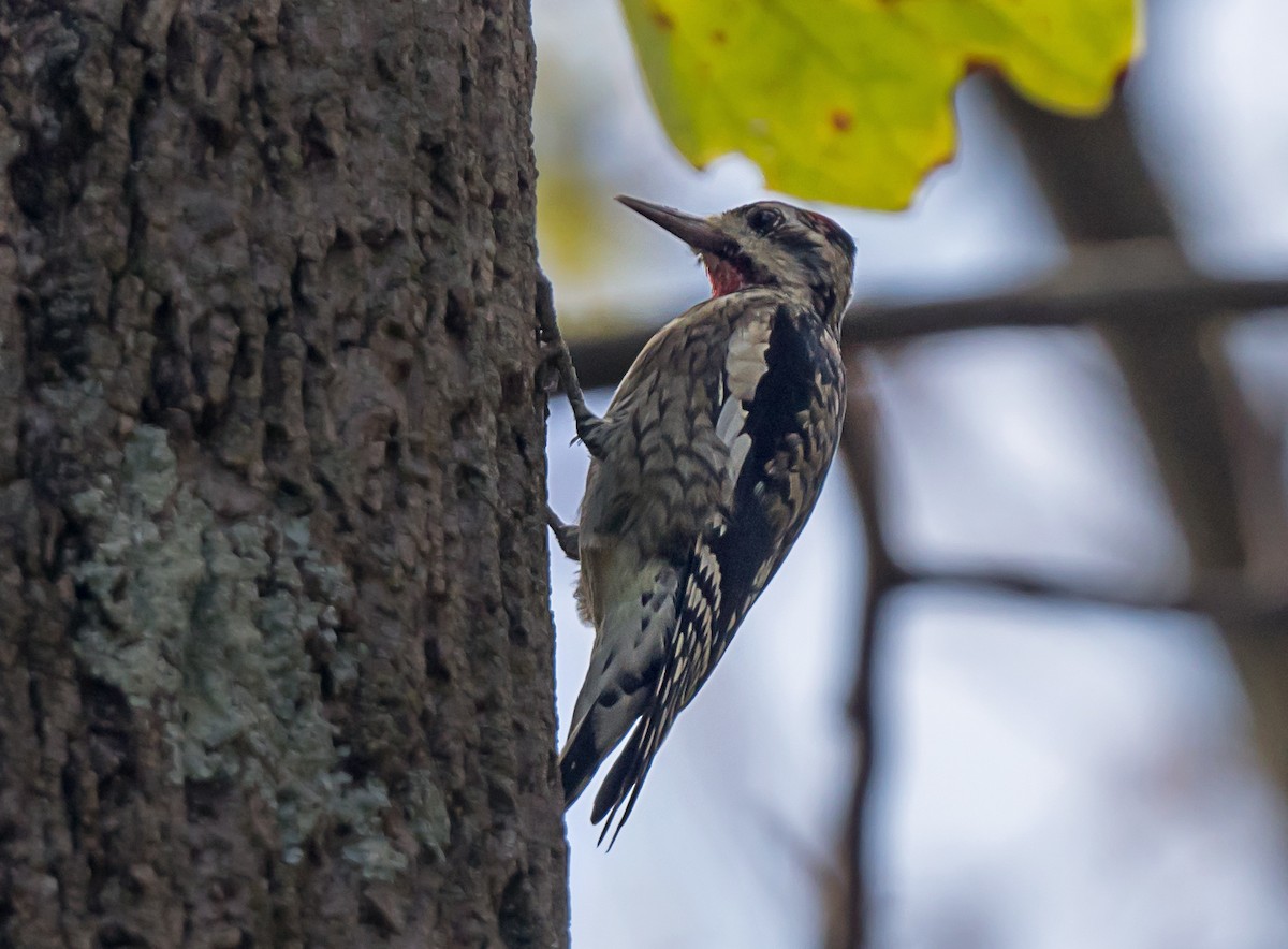 Yellow-bellied Sapsucker - ML643945620