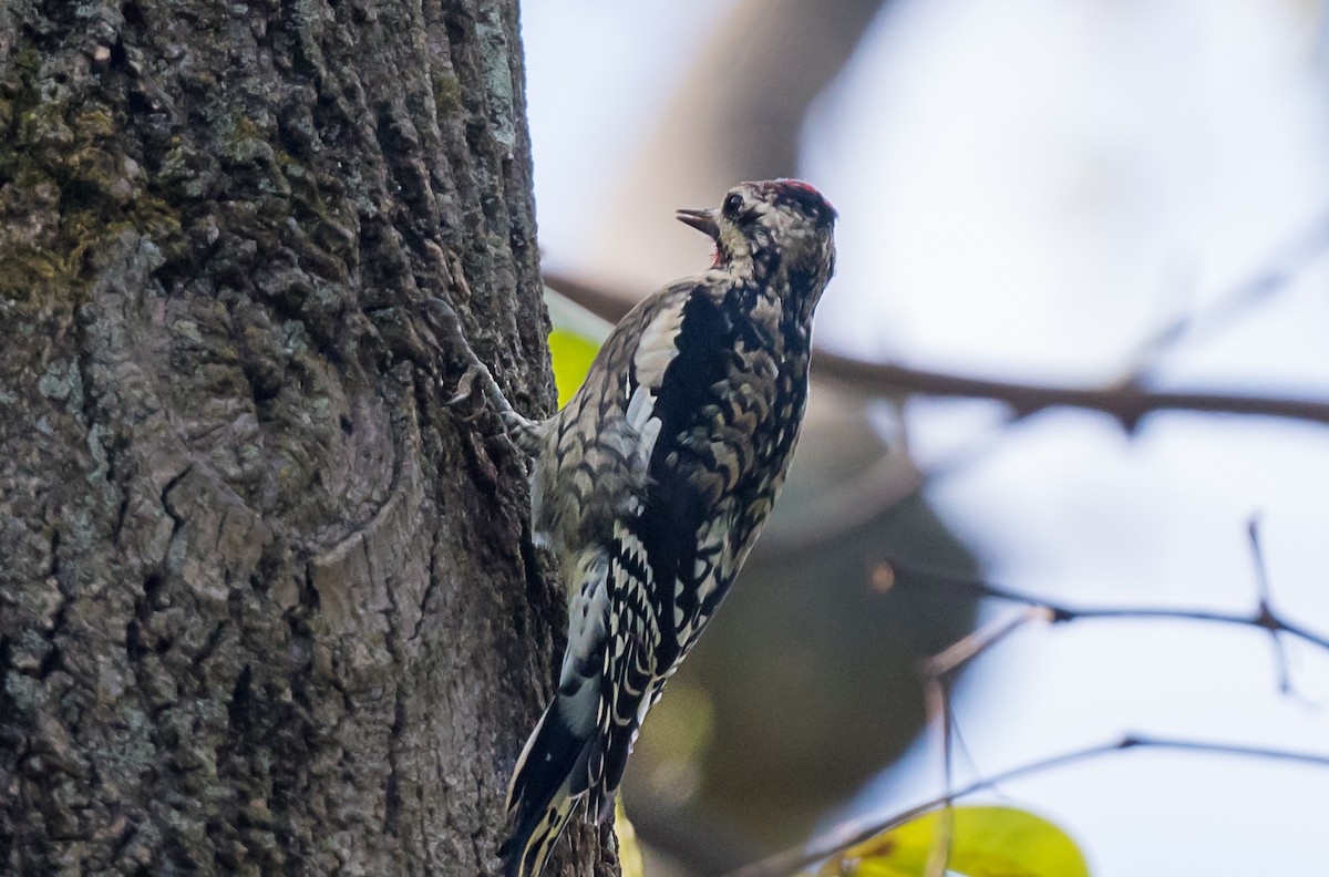 Yellow-bellied Sapsucker - ML643945621