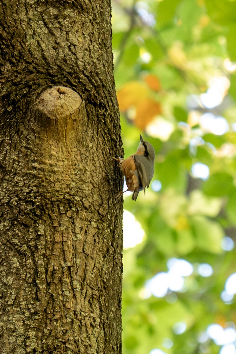 Garrapo eurasiarra [europaea Taldekoa] - ML643945622