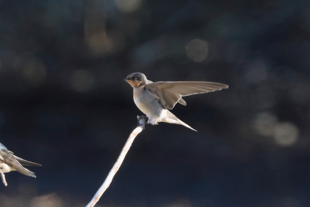 Welcome Swallow - ML643945625