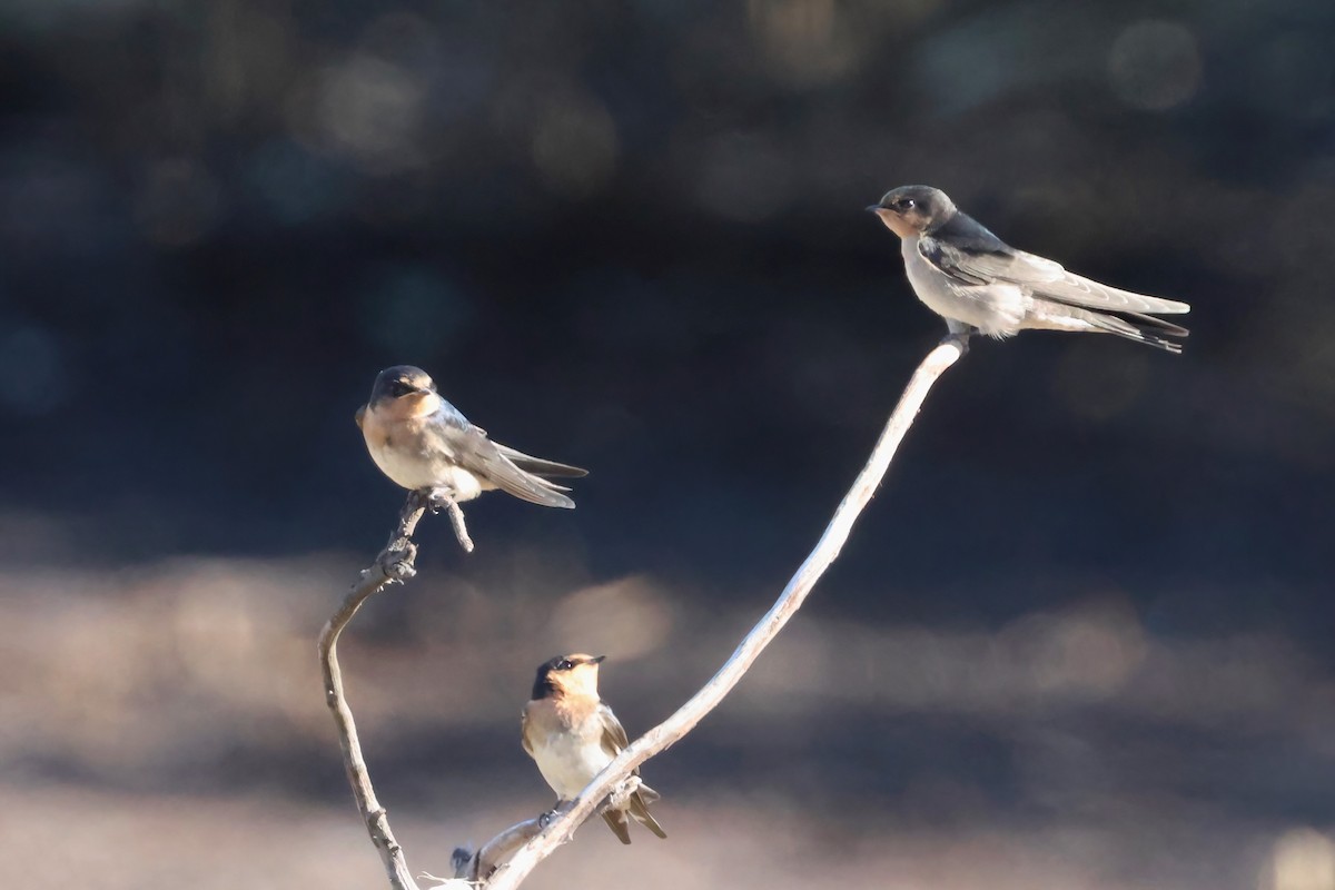 Welcome Swallow - ML643945626