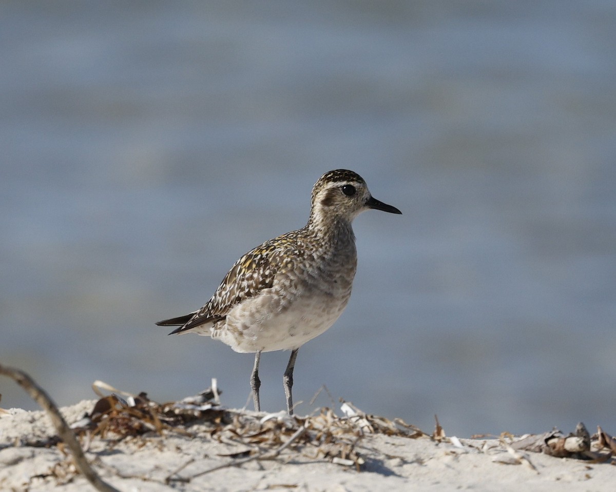 Urre-txirri siberiarra - ML643945628