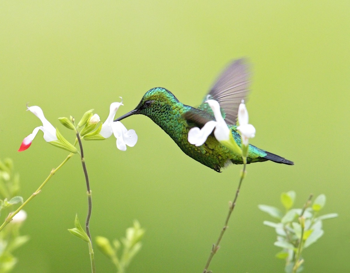 Western Emerald - ML643945669