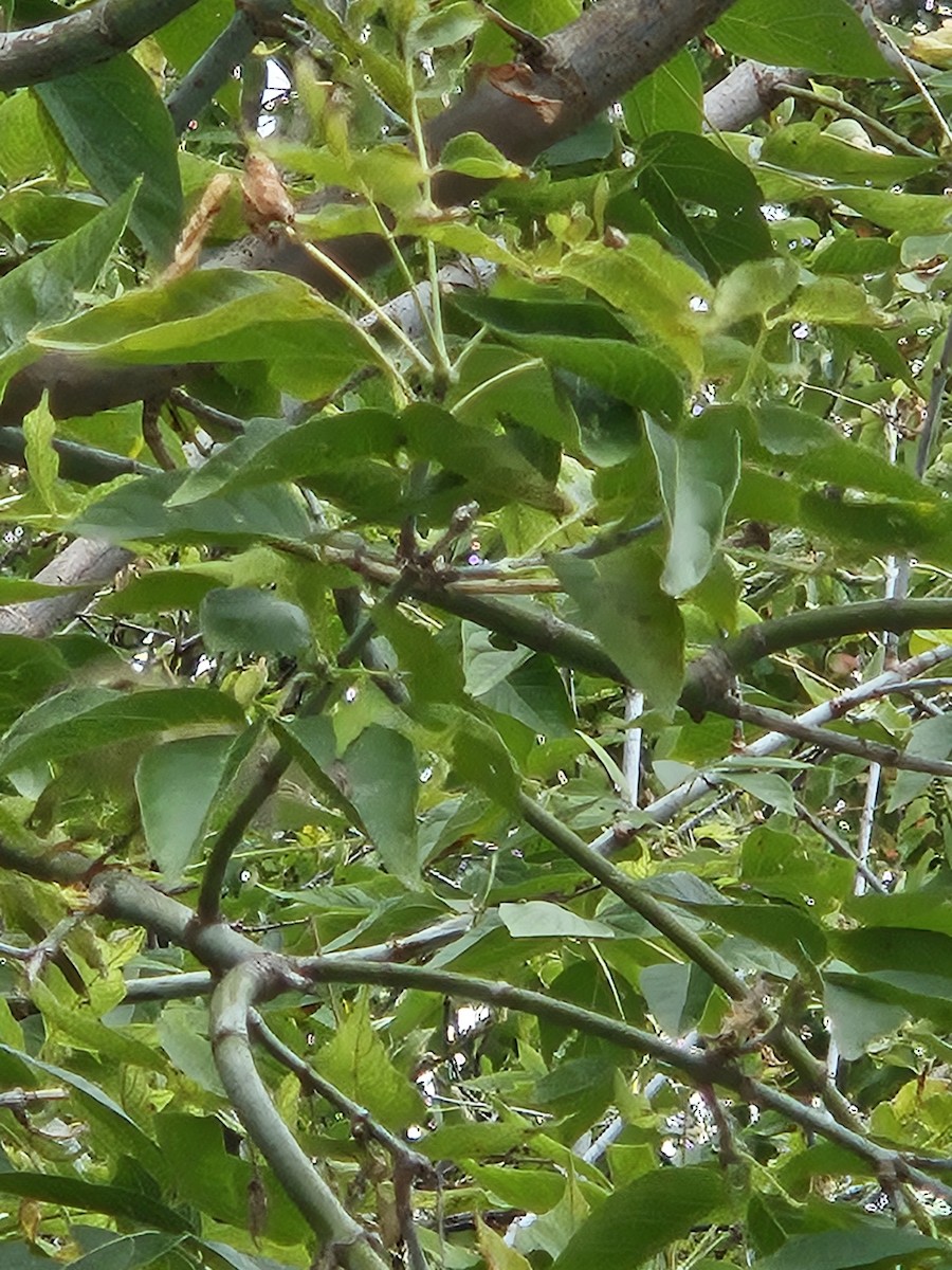 Ruby-crowned Kinglet - ML643945671