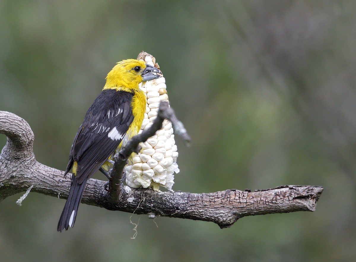 Golden Grosbeak - ML643945679