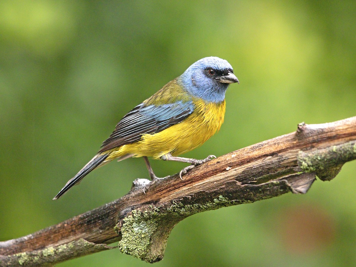 Blue-and-yellow Tanager - ML643945689