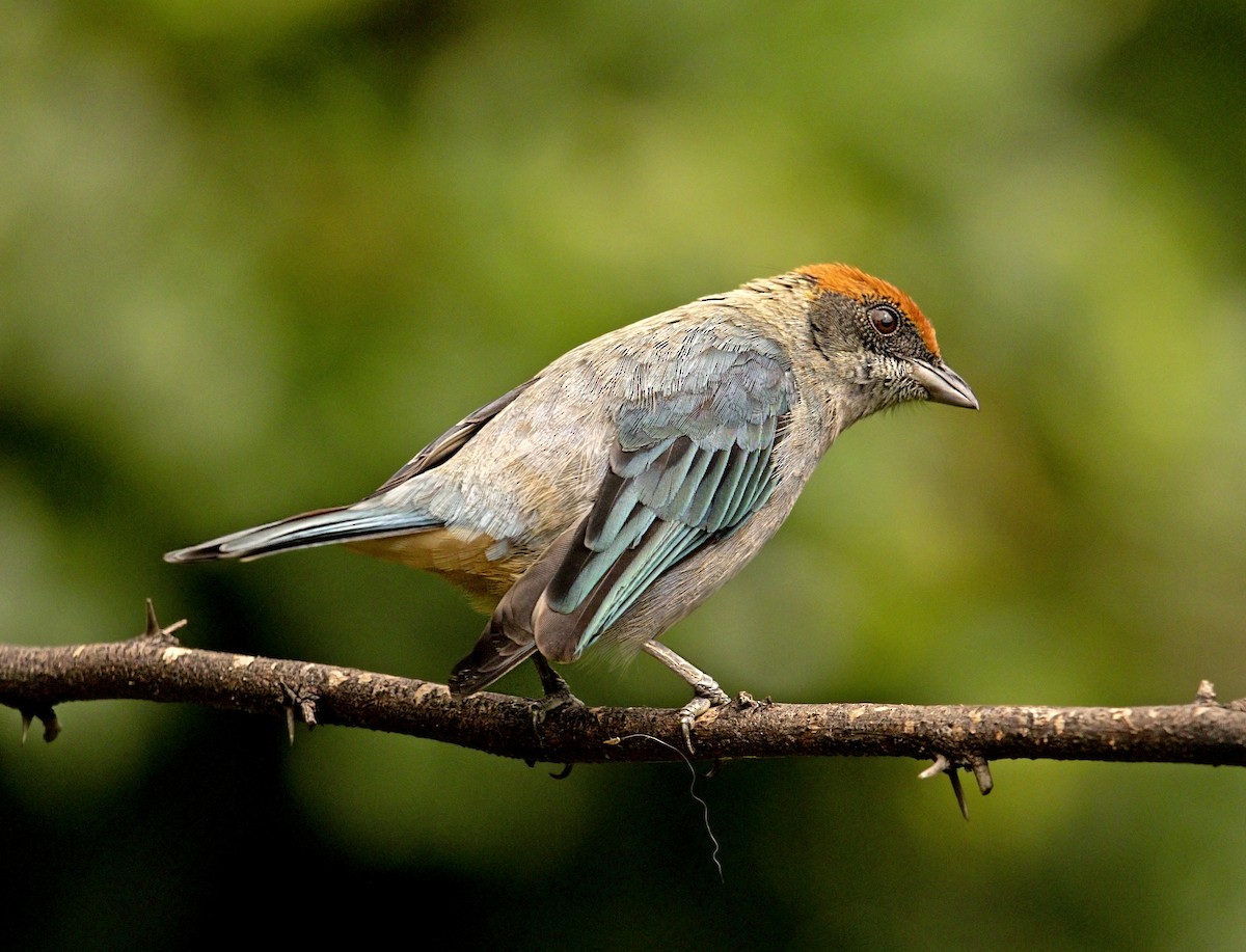 Scrub Tanager - ML643945695