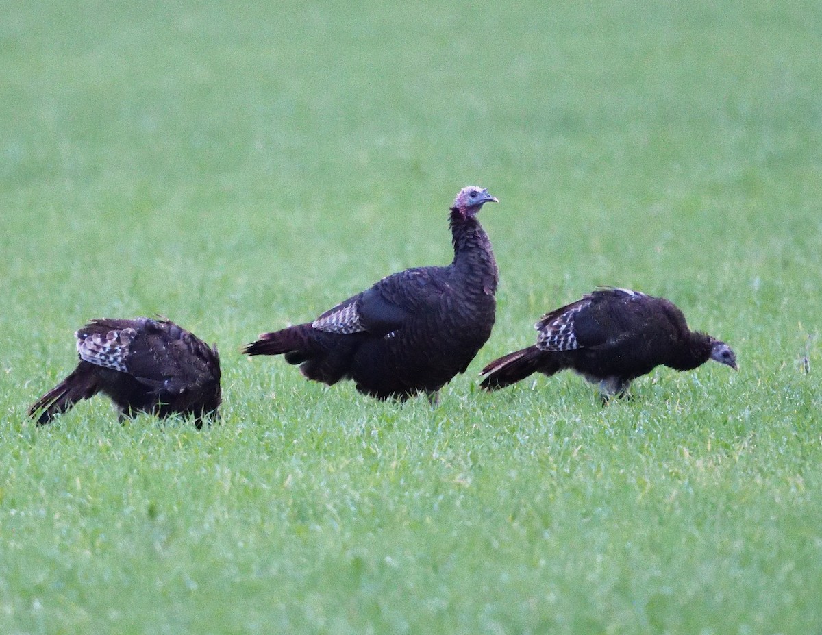 Wild Turkey - ML643945700