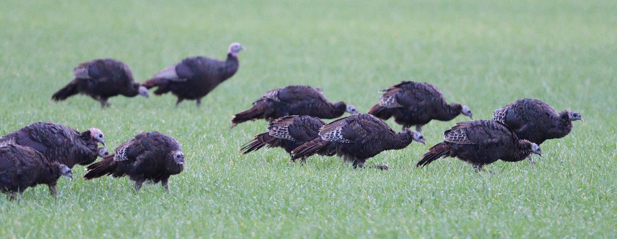 Wild Turkey - ML643945701