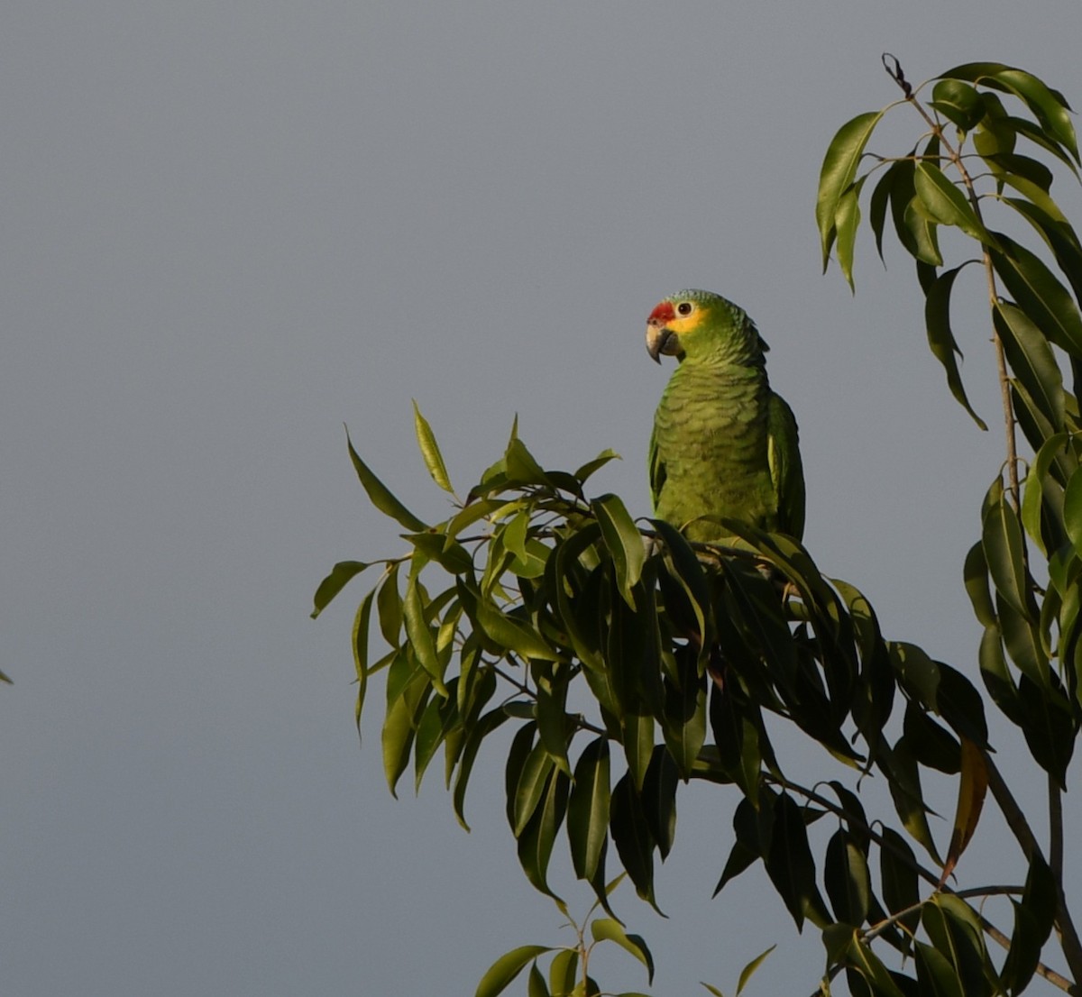 キホオボウシインコ - ML643945721