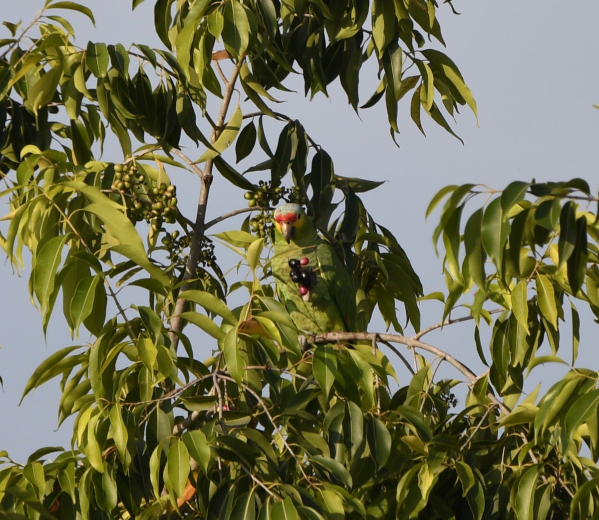 キホオボウシインコ - ML643945722
