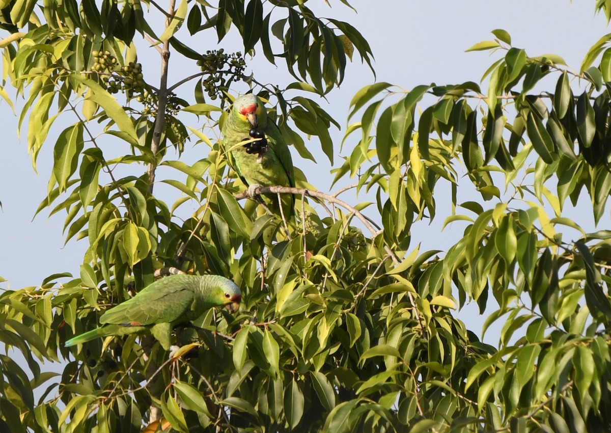 キホオボウシインコ - ML643945723