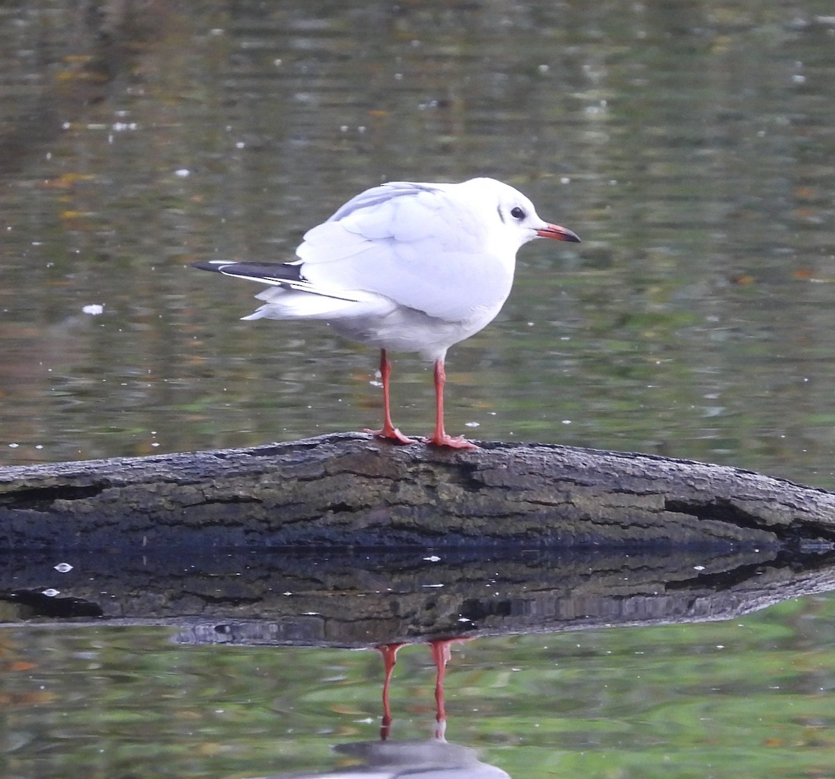 ユリカモメ - ML643945728