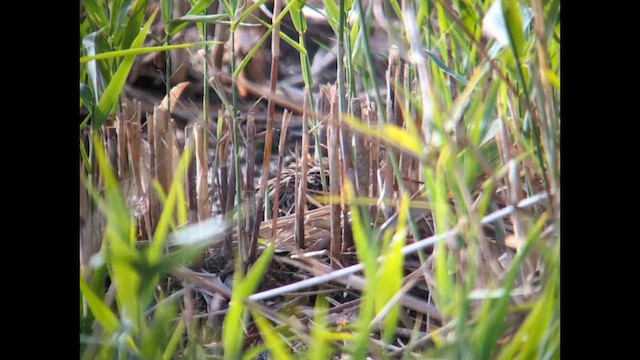 Jack Snipe - ML643945733