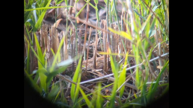Jack Snipe - ML643945734
