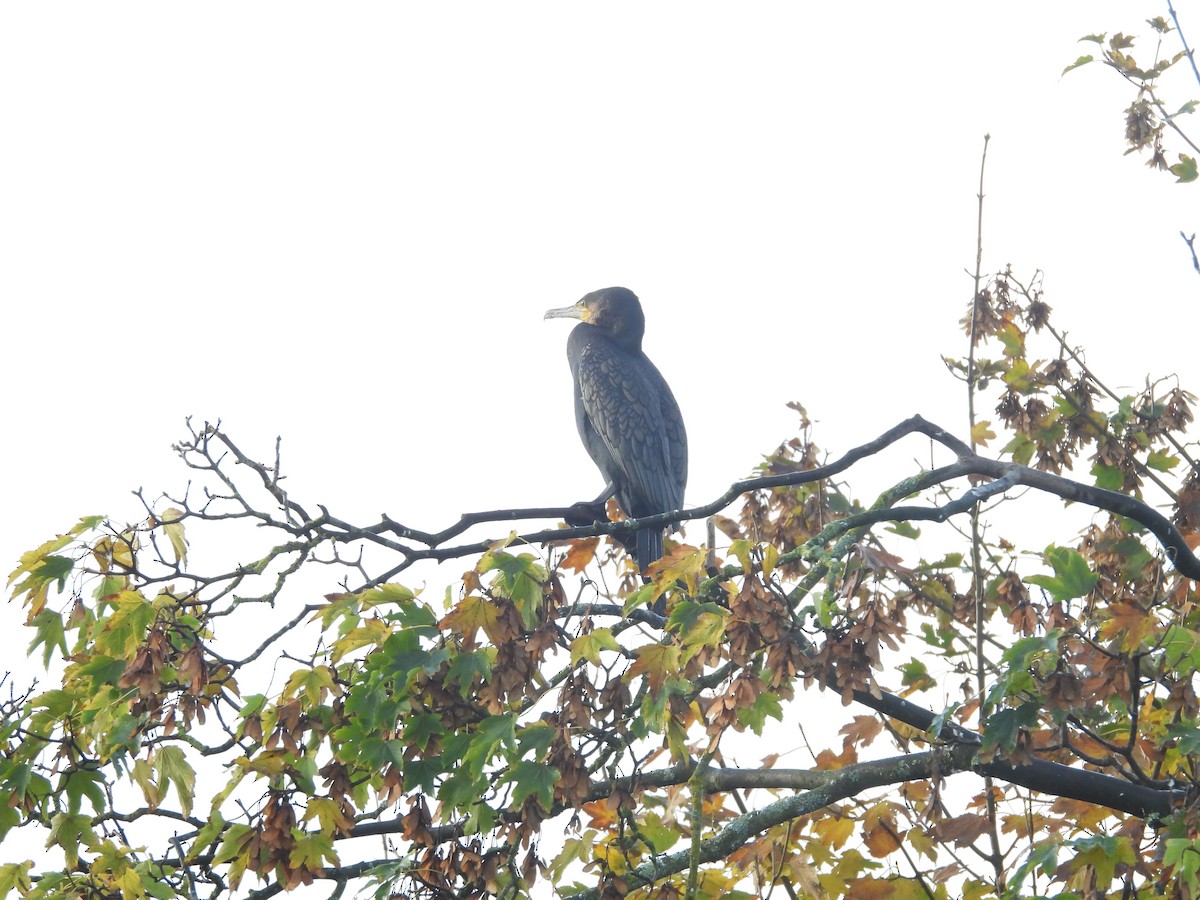 カワウ - ML643945747
