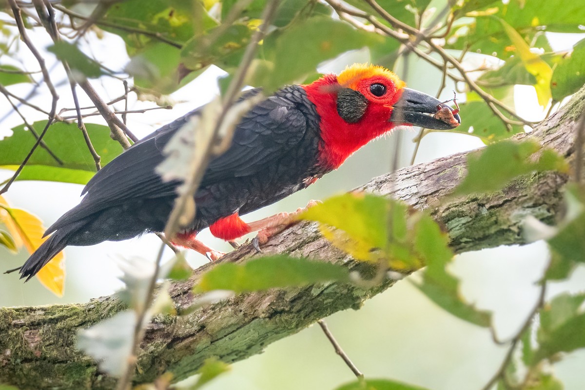 Bornean Bristlehead - ML643945759