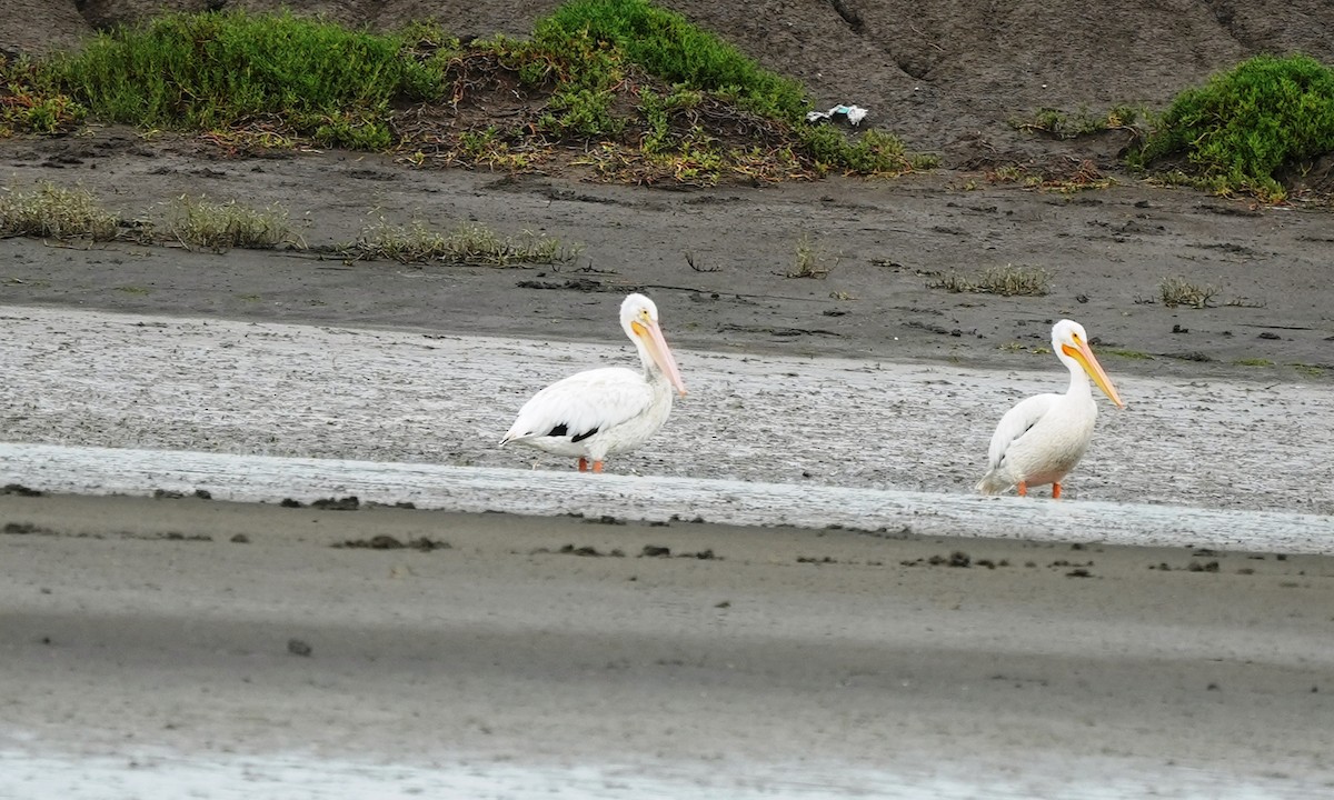 American White Pelican - ML643945780