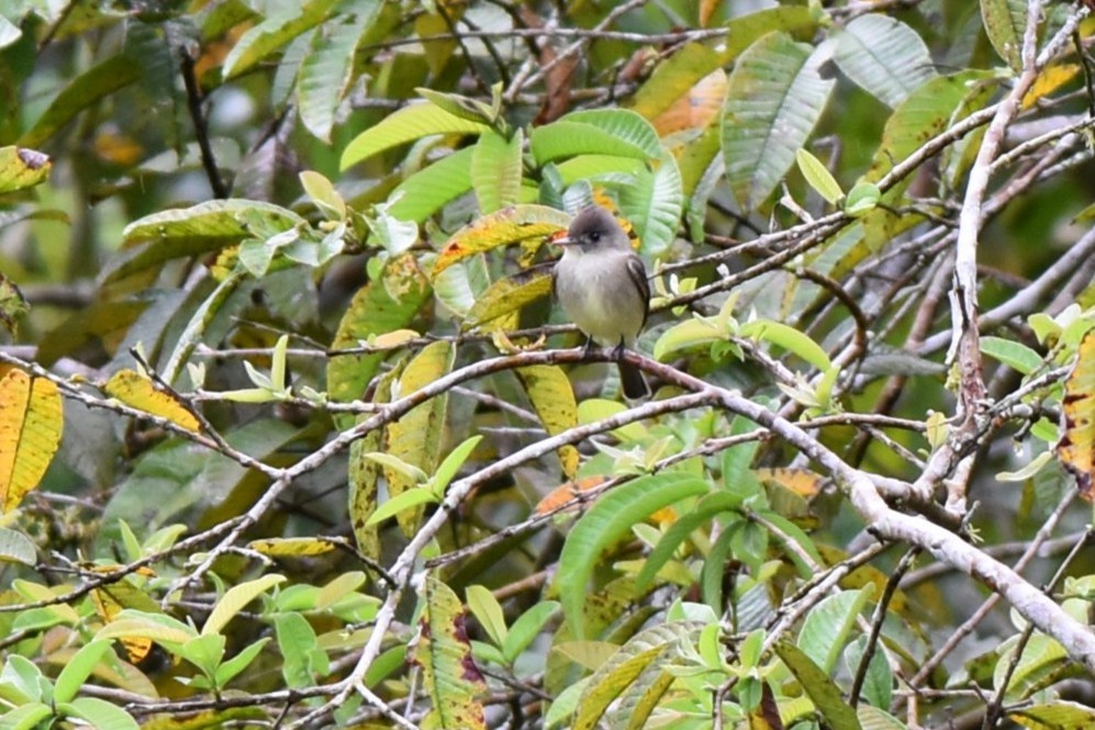 Northern Tropical Pewee - ML643945781