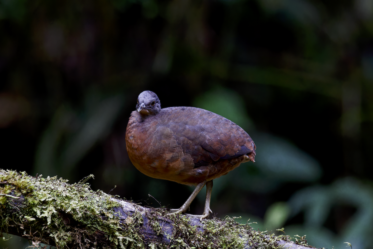 コシギダチョウ - ML643945788