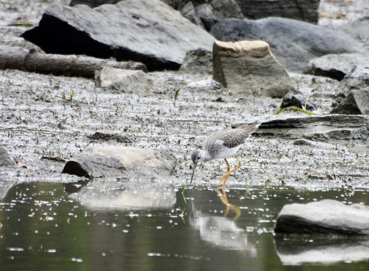 Greater Yellowlegs - ML643945789
