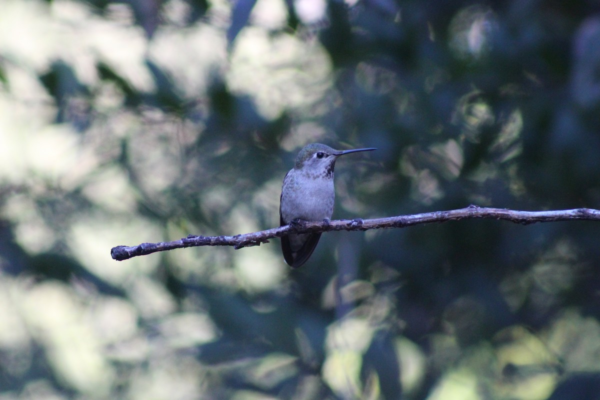 Anna's Hummingbird - ML643945792
