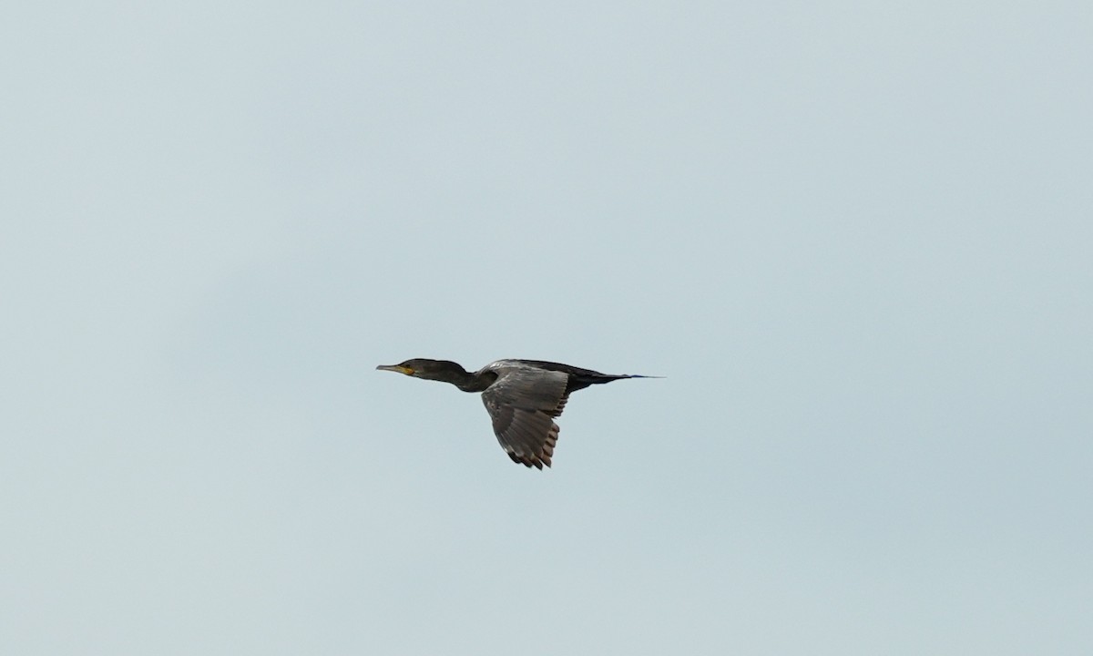 Neotropic Cormorant - ML643945797