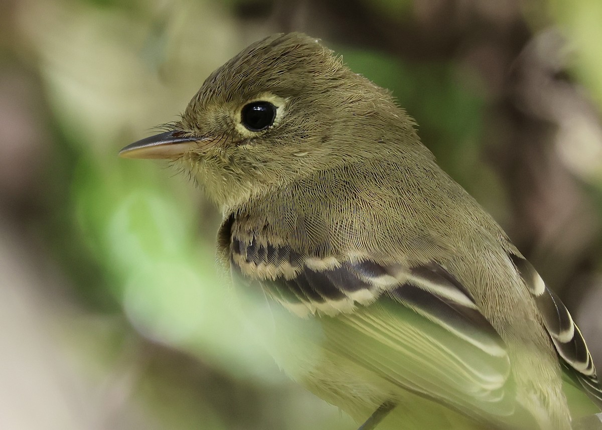 Western Flycatcher (Pacific-slope) - ML643945800