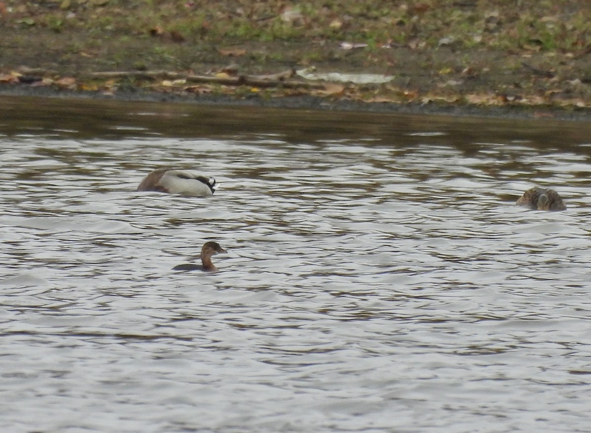 Pied-billed Grebe - ML643945801