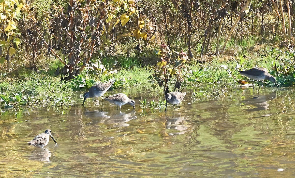 Long-billed Dowitcher - ML643945804