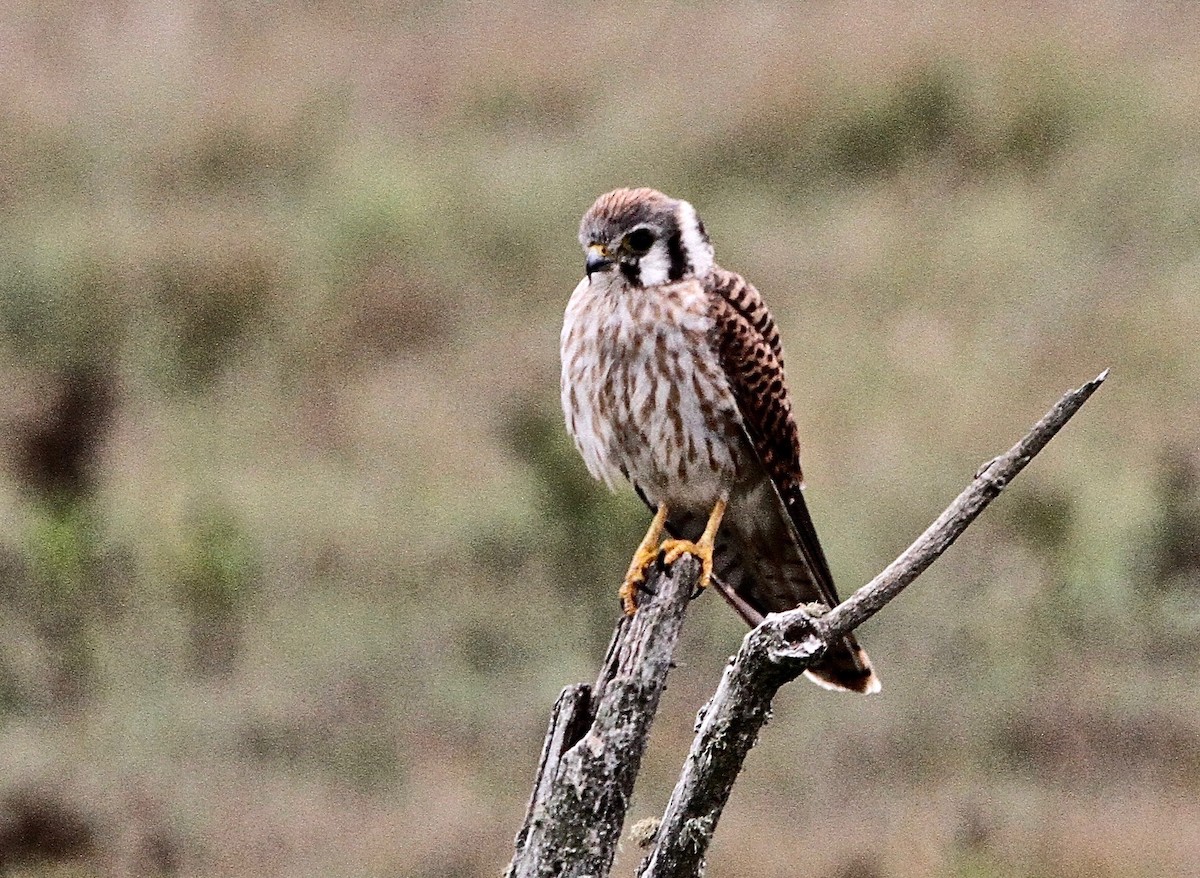 American Kestrel - ML643945805