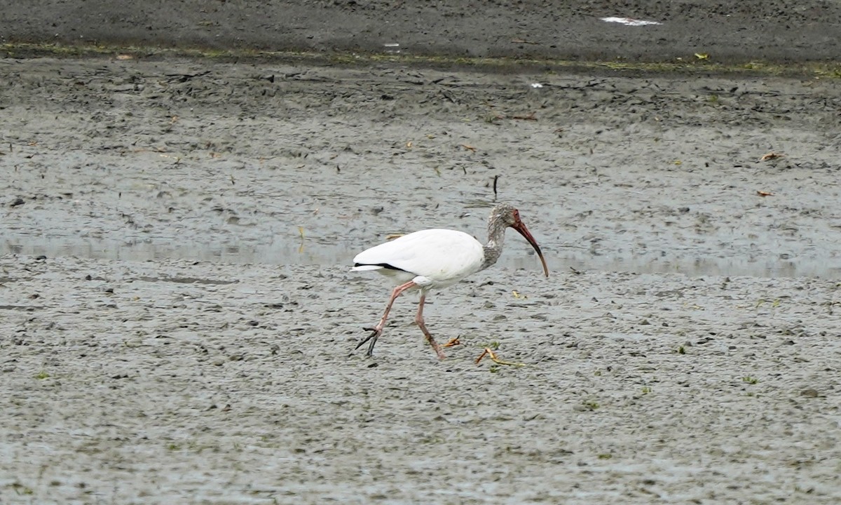 White Ibis - ML643945806