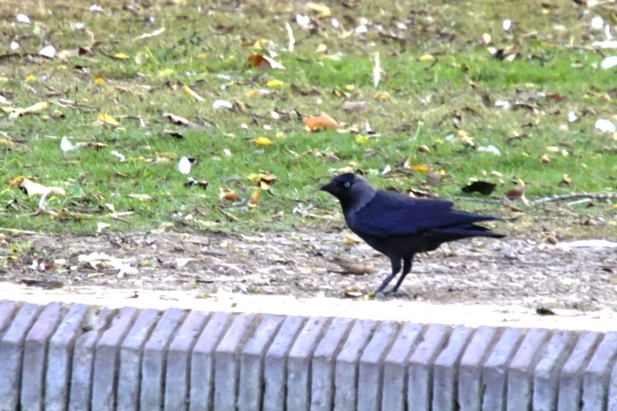 Eurasian Jackdaw - ML643945808