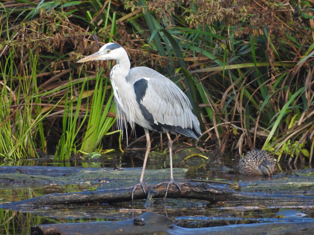 Gray Heron - ML643945809