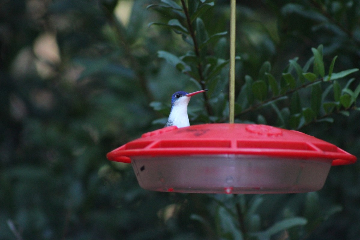 Violet-crowned Hummingbird - ML643945810