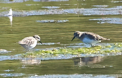 Least Sandpiper - ML643945811