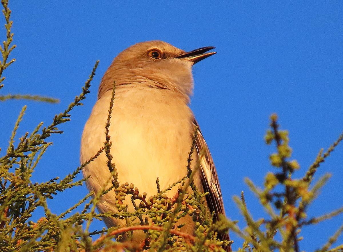 Northern Mockingbird - ML643945812