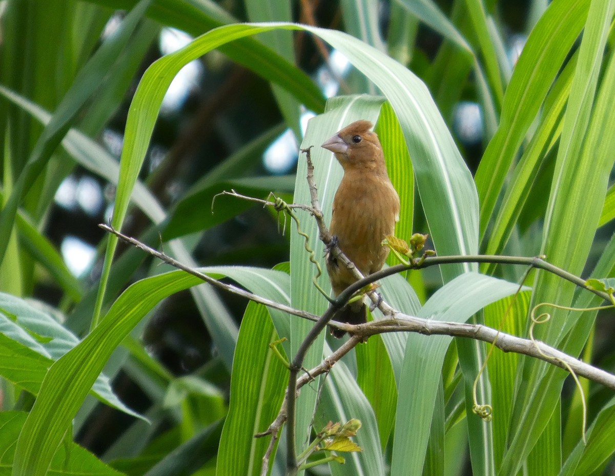 Blue Grosbeak - ML643945814