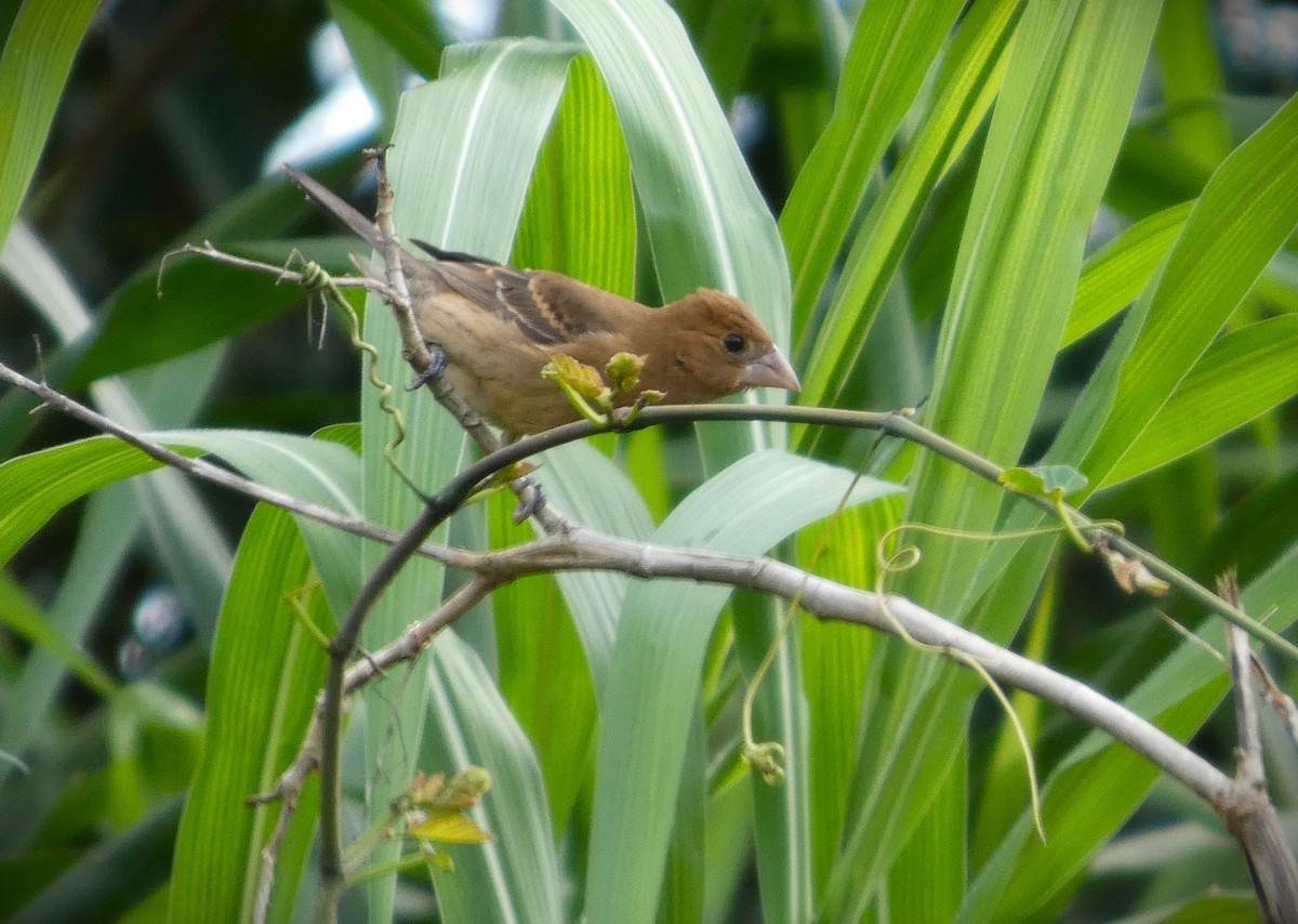 Blue Grosbeak - ML643945815